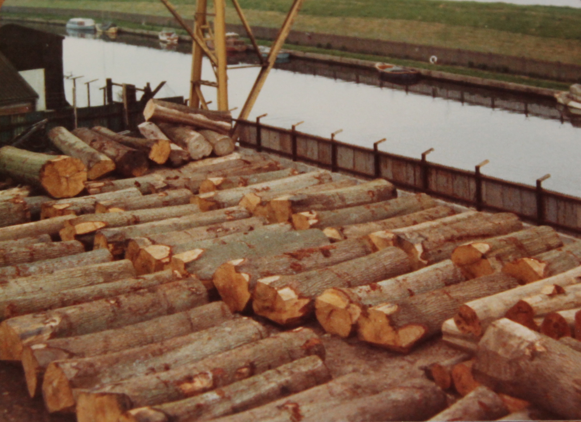veneer grade oak logs