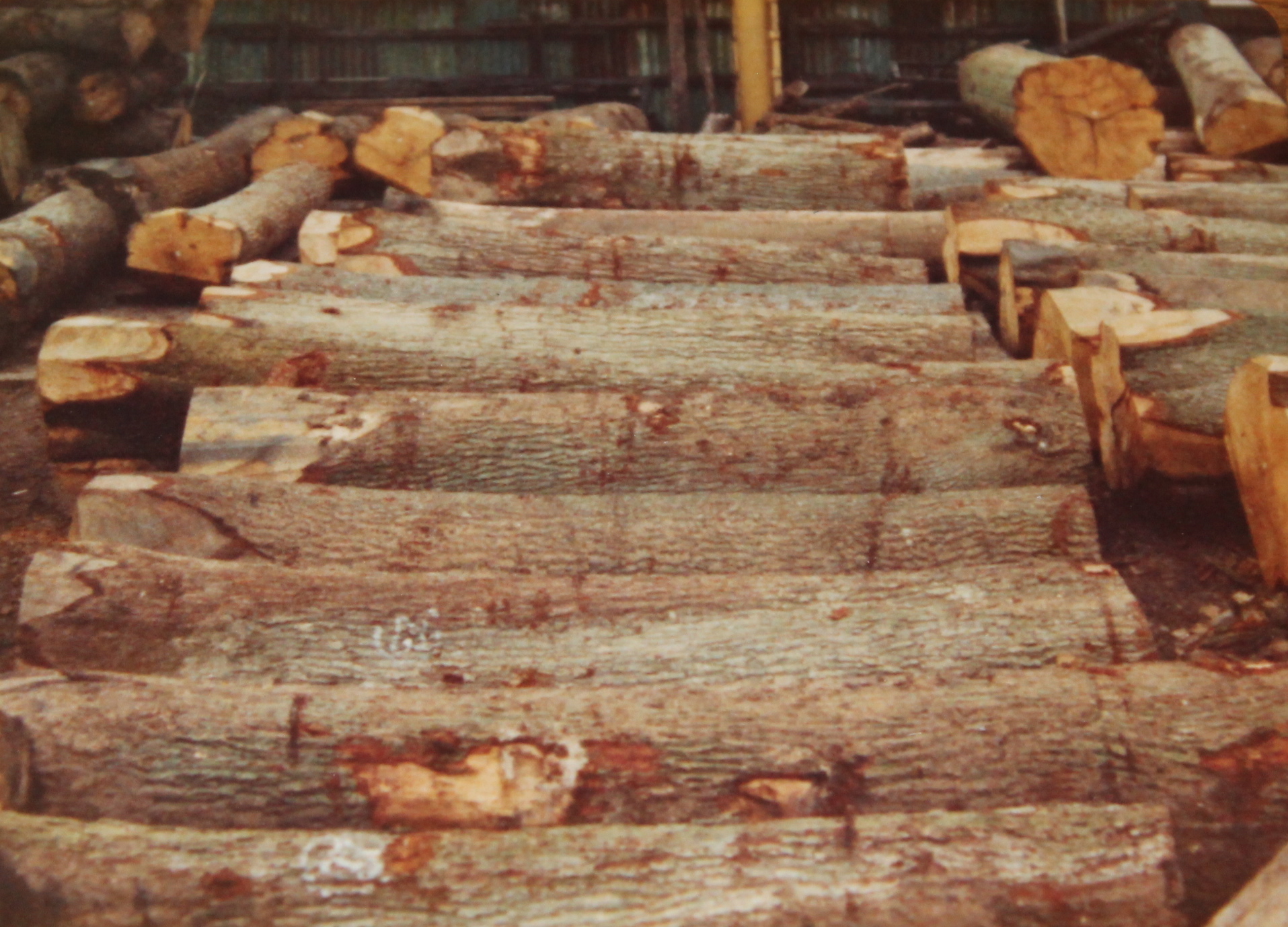 Oak veneer grade logs