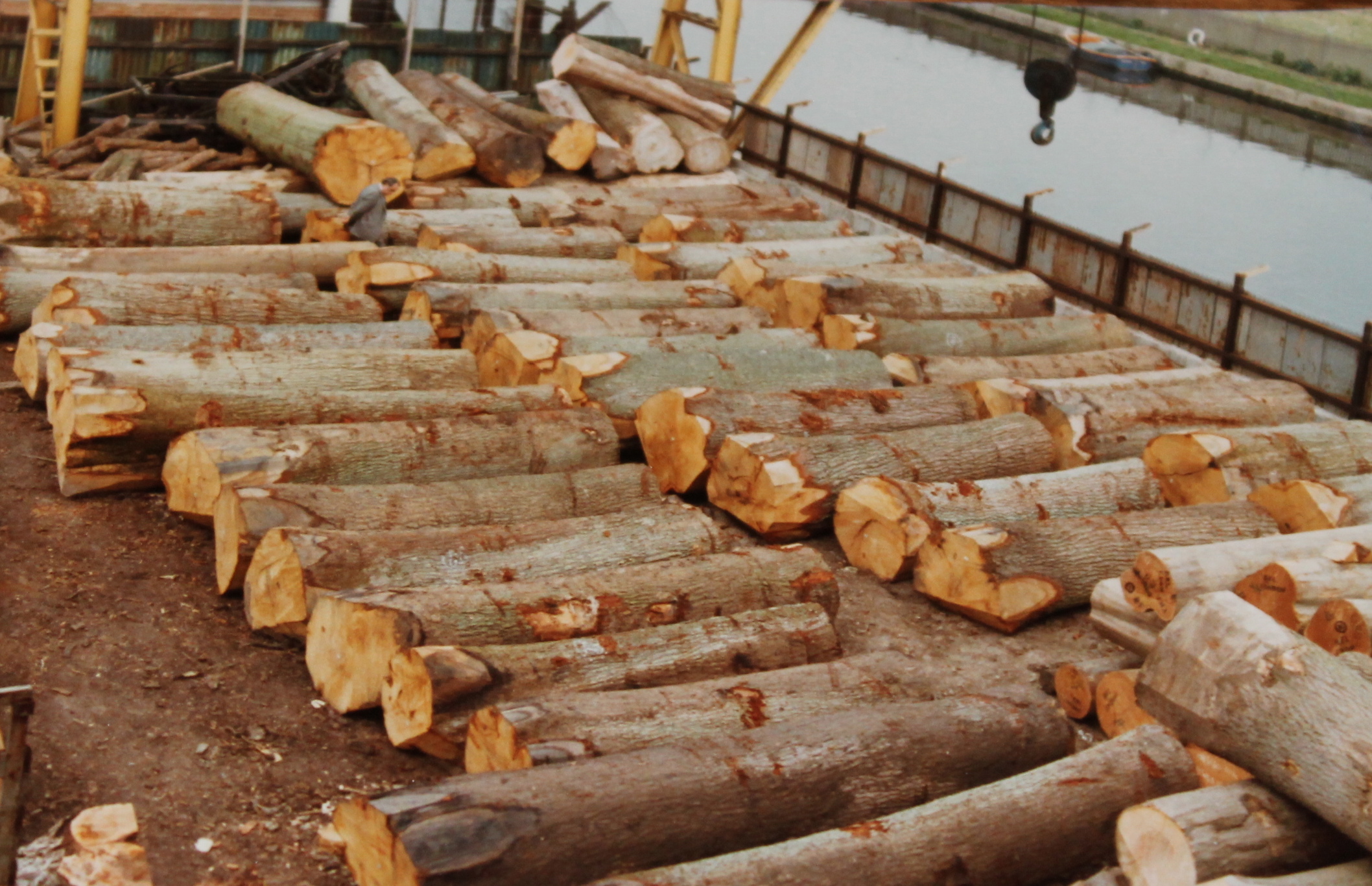 veneer Grade oak Logs for veneer
