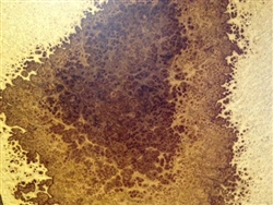 Amboyna Burl/ Burr Veneer