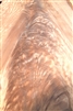 Avodire Crotch/ Curl Veneer