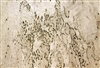 Birch Burl/ Burr Veneer