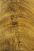 Cerejeira Crotch/ Curl Veneer