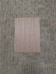 FIGURED EUCALYPTUS CHAMPAGNE