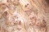 Elm Burl/ Burr Veneer