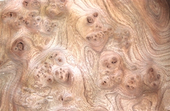 Elm Burl/ Burr Veneer