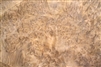 Golden Madrone Veneer