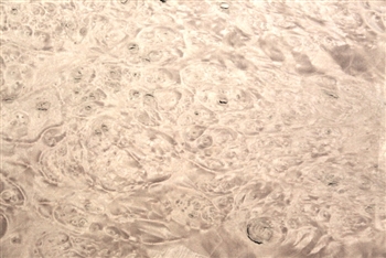 Maple Burl/ Burr Veneer
