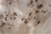 Mappa Burl/ Burr Veneer
