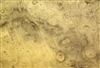 Myrtlewood Burl/ Burr Veneer