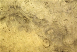 Myrtlewood Burl/ Burr Veneer
