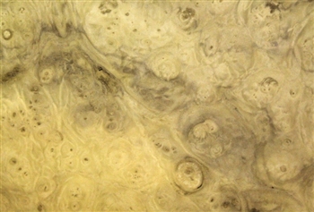Myrtlewood Burl/ Burr Veneer