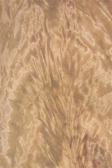 Notra crotch Veneer