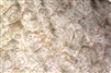 Oak Burl/ Burr Veneer