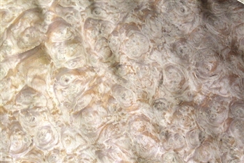 Oak Burl/ Burr Veneer