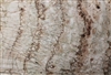 Pepperwood Burl Veneer