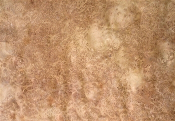Planetree Burl