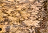 Walnut Burl Veneer