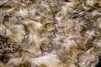 European Walnut Burl| Burr Veneer