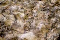 European Walnut Burl| Burr Veneer
